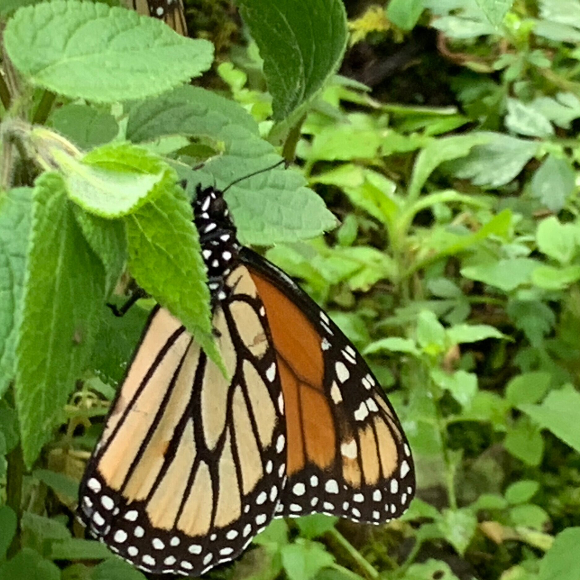 Monarch.jpg